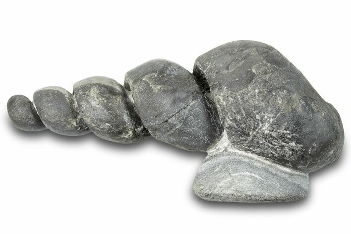 Devonian Fossil Gastropod Internal Mold - Issoumour, Morocco #282731